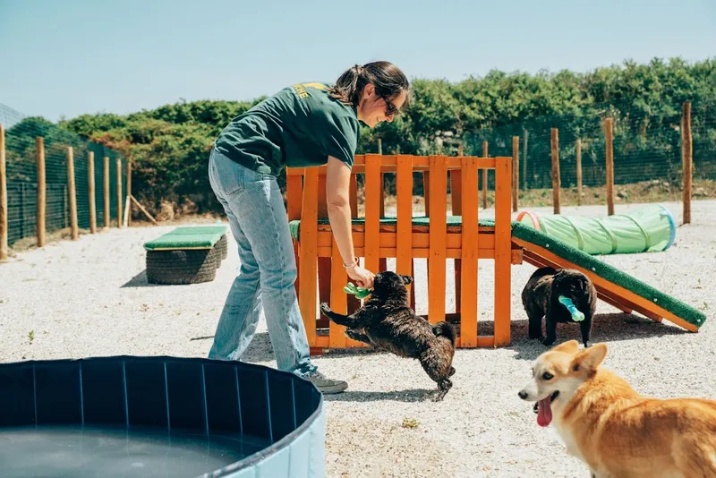 Creche | Escola e Hotel para Cães by Veterinários Sobre Rodas