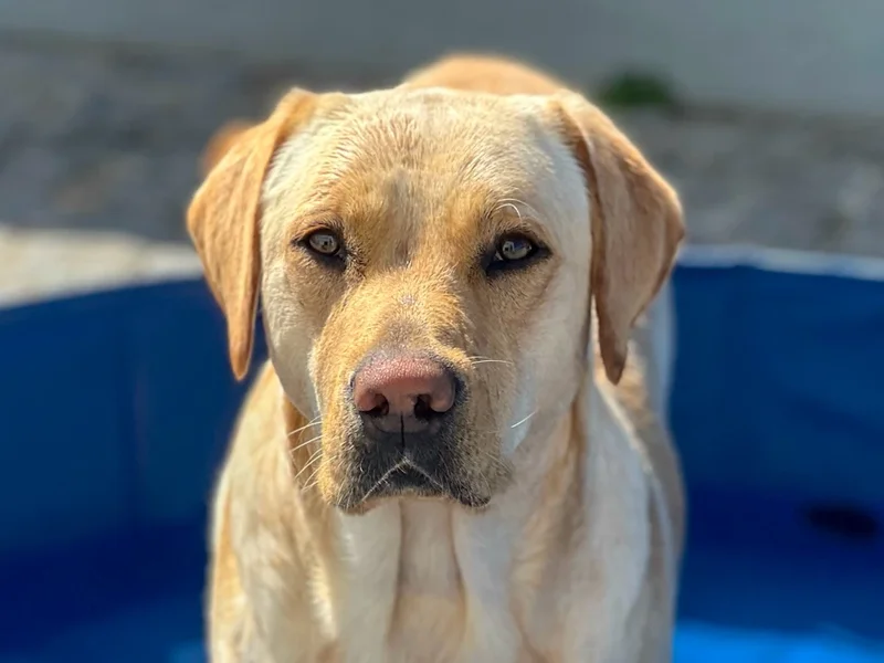 Pets & Family Creche Canina - Maia