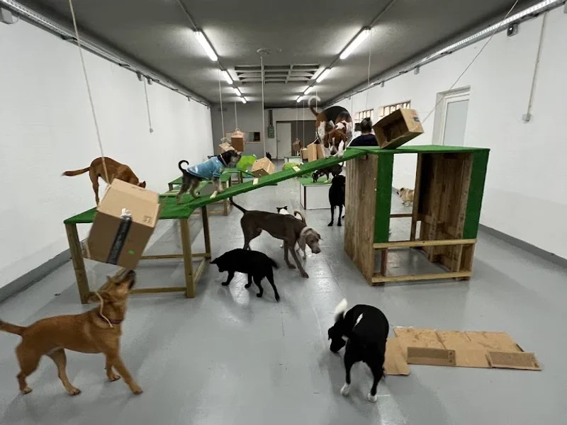Easy dogs Academy
