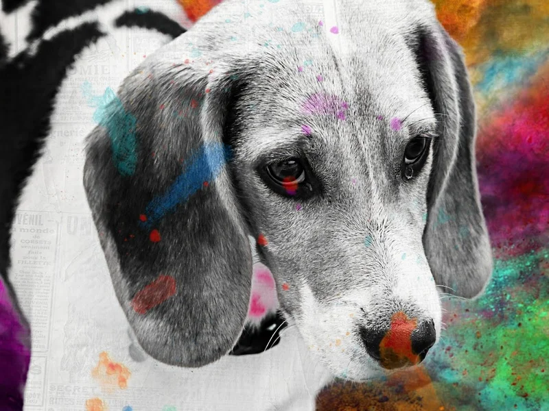 Pets & Family Creche Canina - Porto