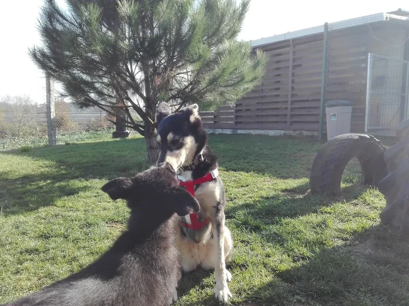 Dog Institute