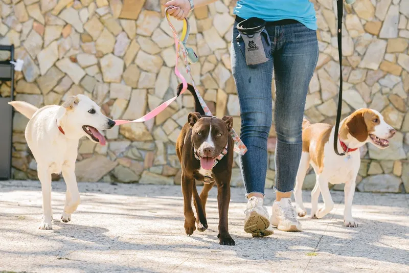 Pata D’ouro - Creche Canina