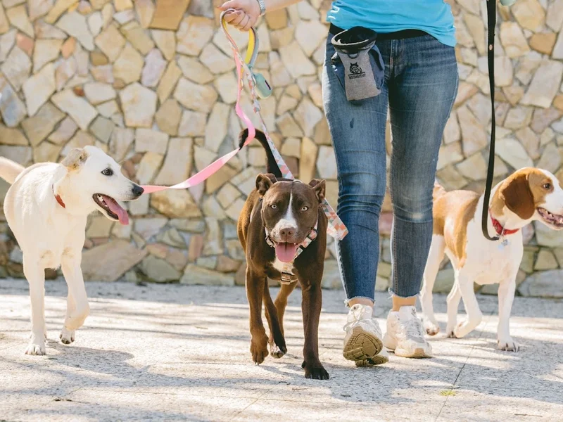 Pata D’ouro - Creche Canina