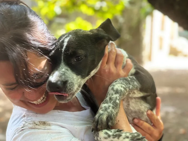 The Castle Dog Hotel & Retreat