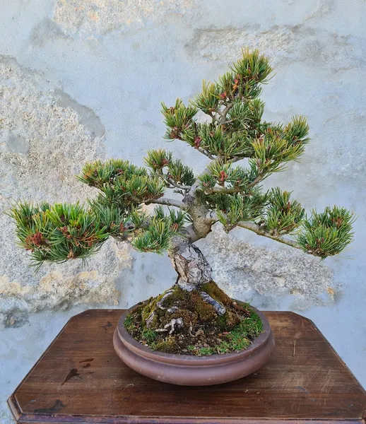 Porto Bonsai