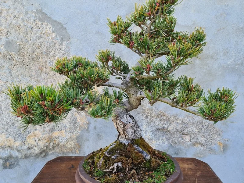 Porto Bonsai