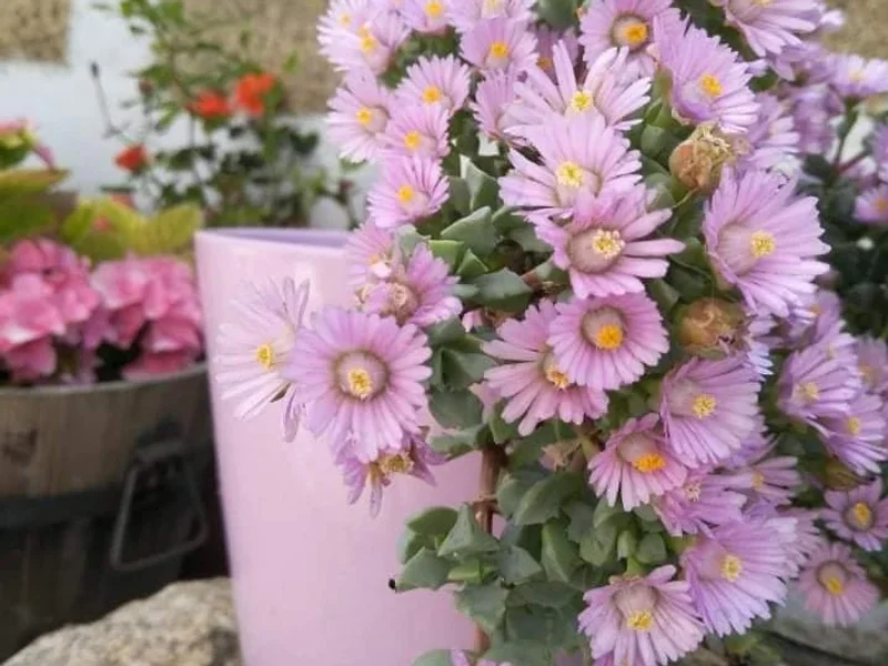 Confeitaria Doce Bela