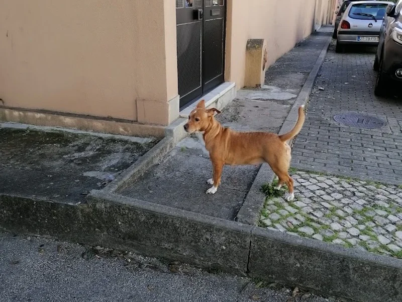 PET24 | Hospital Veterinário