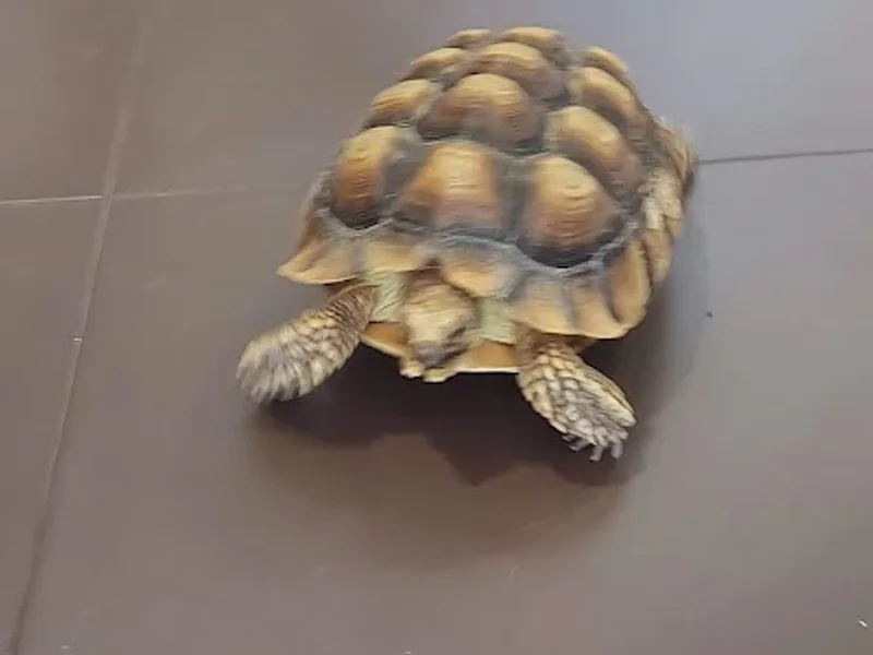 Consultório Veterinário Oficina dos Bichos