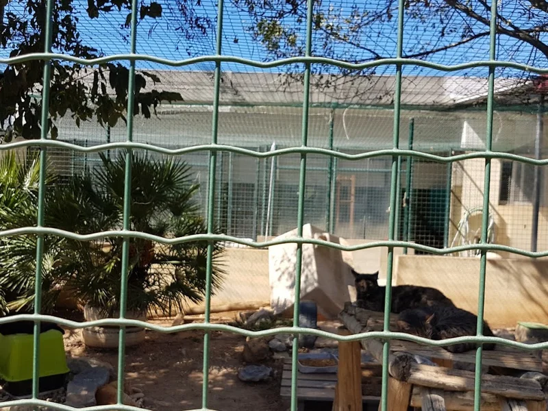 Veterinário municipal Cascais São Francisco de Assis - Cascais