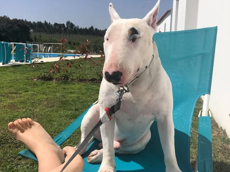 Clínica Veterinária de Cascais (Dr. Marques Vieira)