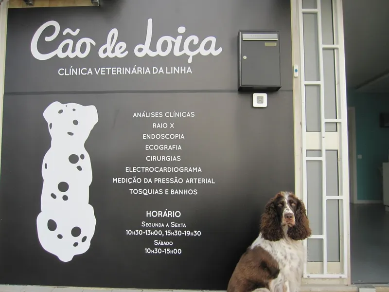 Cão de Loiça - Clínica Veterinária da Linha