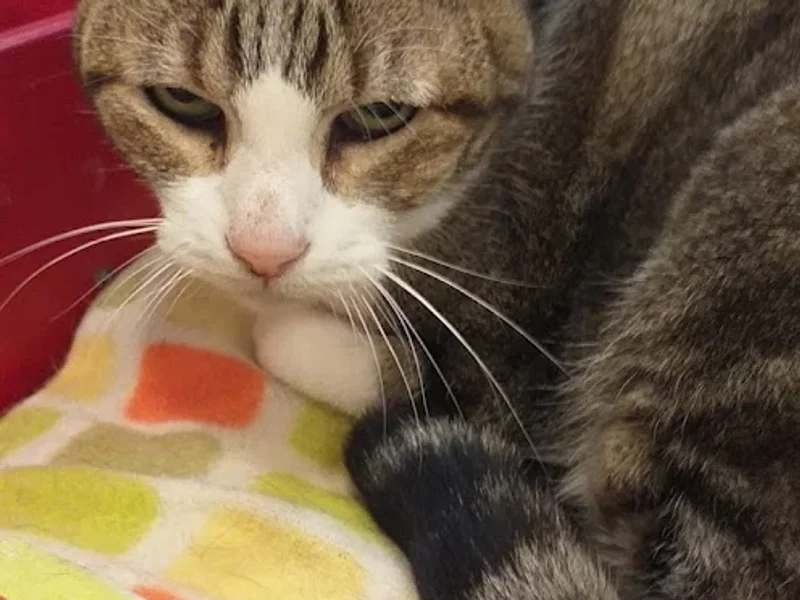 Clínica Veterinária Wind Pets