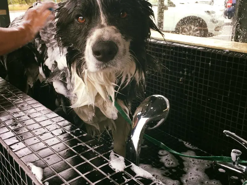 Hospital Veterinário Bom Jesus