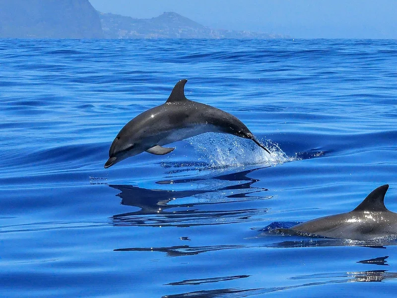 OceanSee Whale Watching