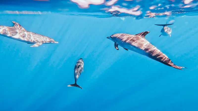 Lourenço boat, Whales and dolphins