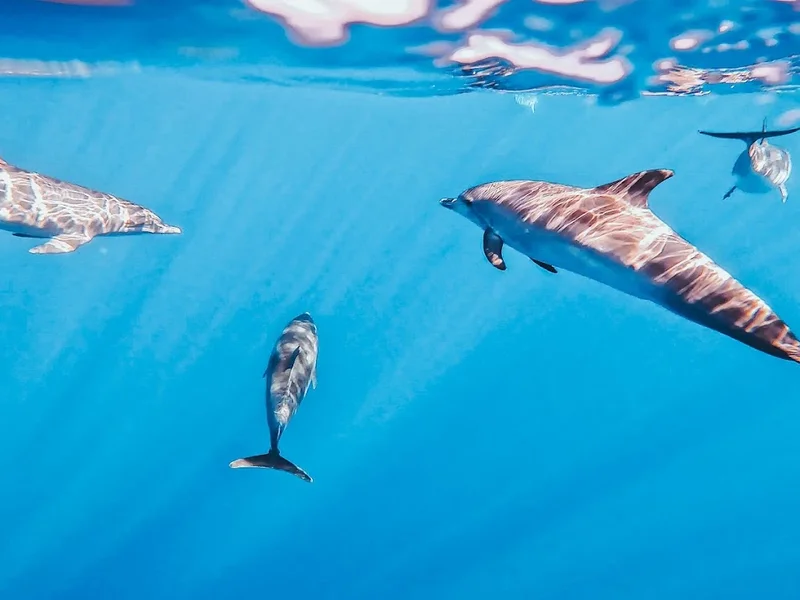 Lourenço boat, Whales and dolphins