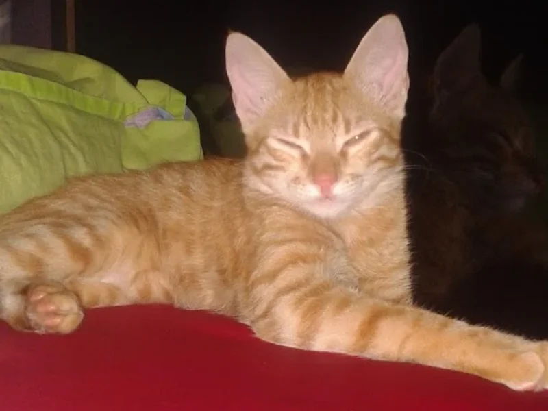 Bar E Petiscaria Boteco Da Ana