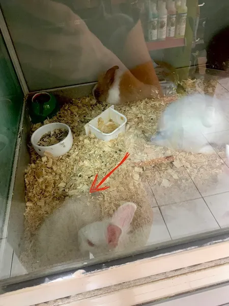 Mundo Dos Animais