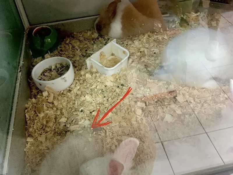 Mundo Dos Animais