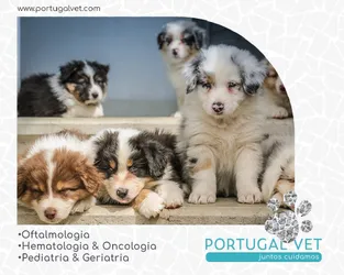 Lista 9 veterinários no Brasfemes Coimbra