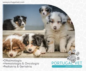 veterinários no Brasfemes Coimbra