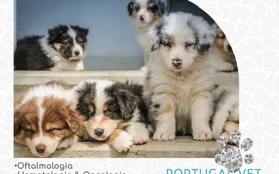 Lista 9 veterinários no Brasfemes Coimbra