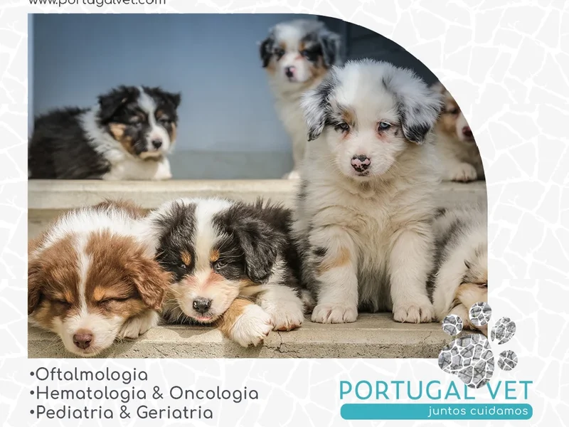 Clinica Veterinária dos Olivais - CVO - Portugal Vet
