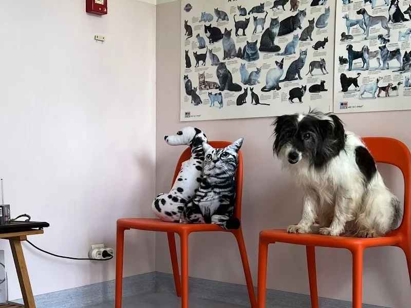 Clínica Veterinária da Solum