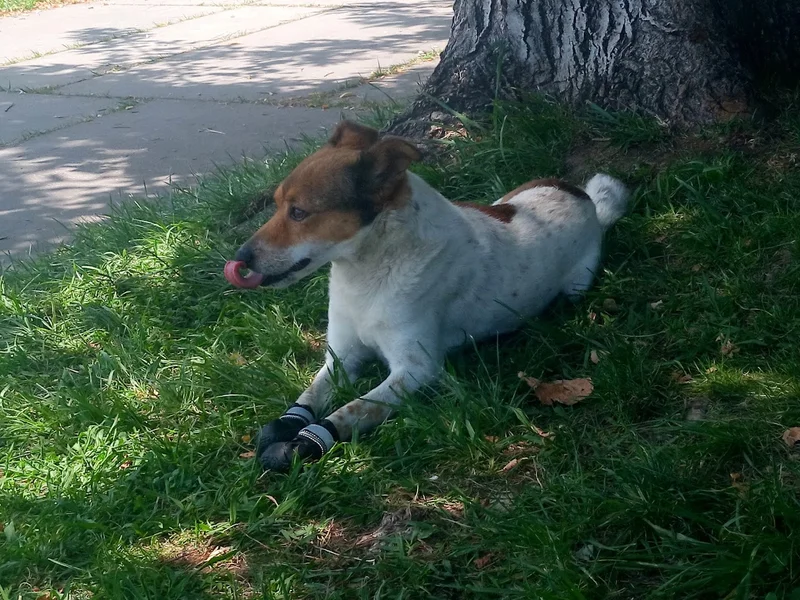 Cat&cãopanhia Veterinária