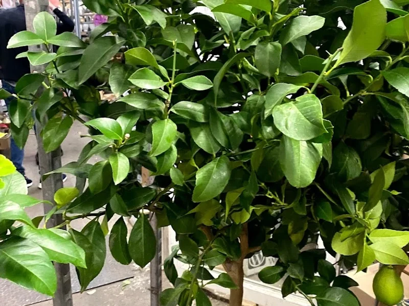 Fresco VERDE Viilor - Depozit Flori En Gross