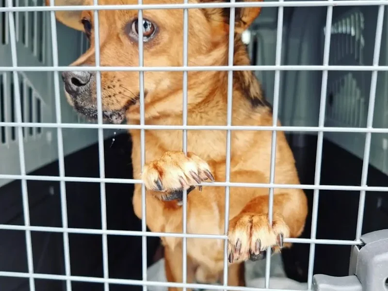 MegaDreams PET TAXI PET SITTING PET WALKING Iasi