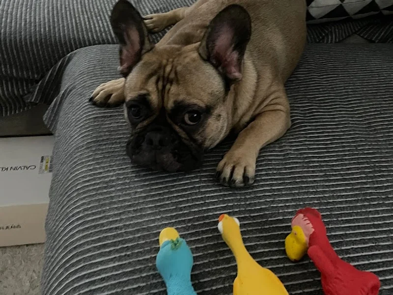 Cabinet veterinar Apusului