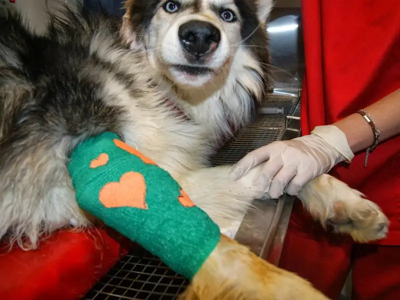 Speed Vet - serviciul veterinar de urgenta