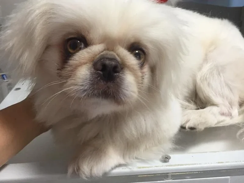 PROVET INTERNATIONAL S.R.L.