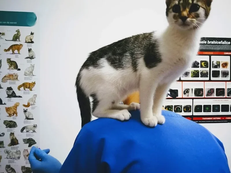 Cabinet veterinar Mop Vet Iasi