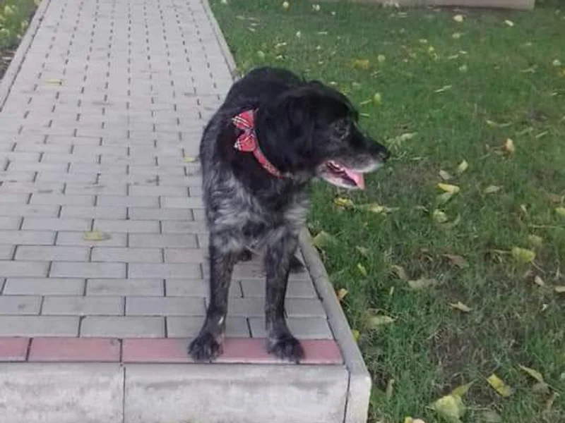 Veterinary point of care