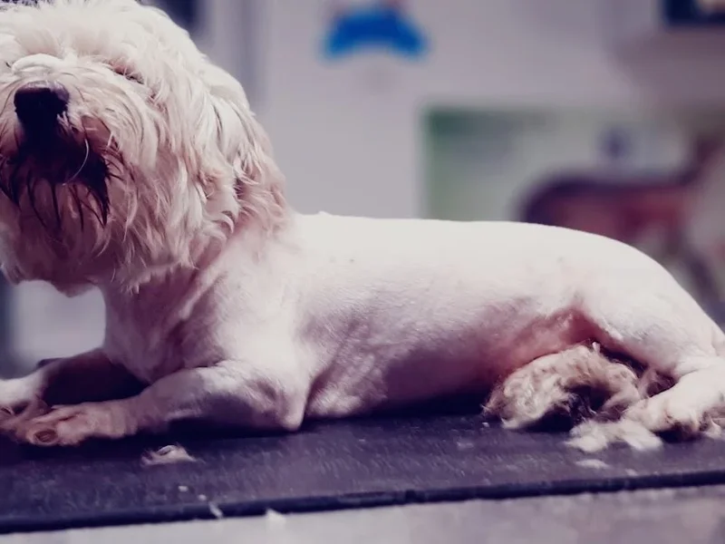 Urgente Veterinare Non Stop Iași - Cabinet Veterinar Dr. Paw Paw