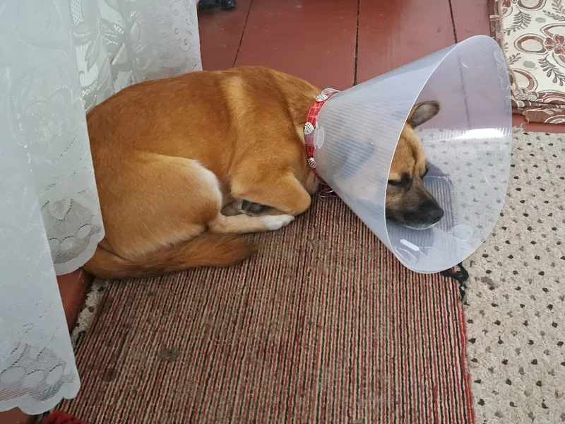 Cabinet Veterinar Dr Doolittle