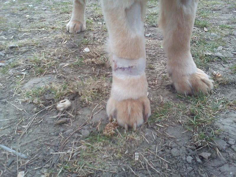 Clinica Veterinara UNIVET