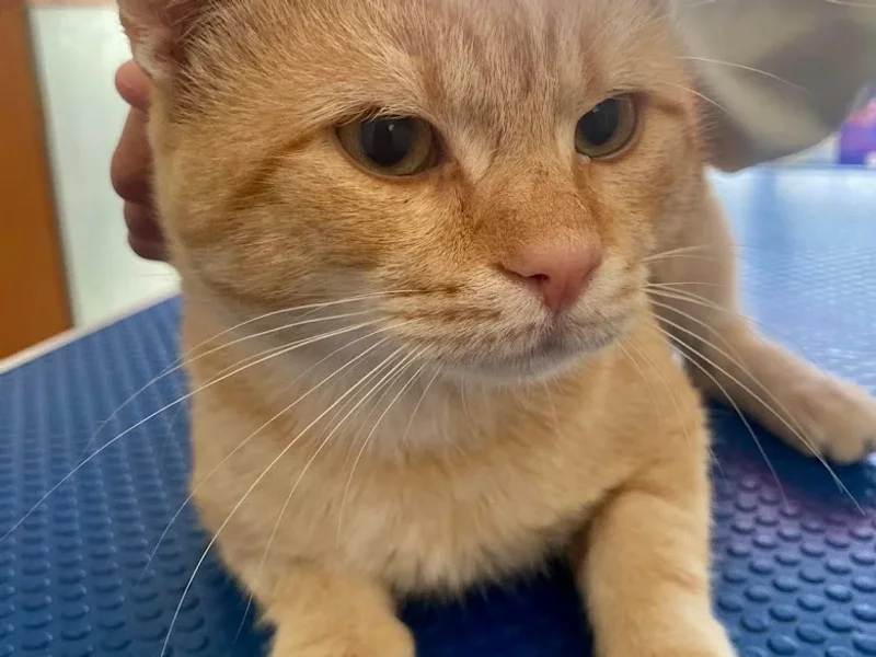 Cabinet Veterinar Mircea Vieriu