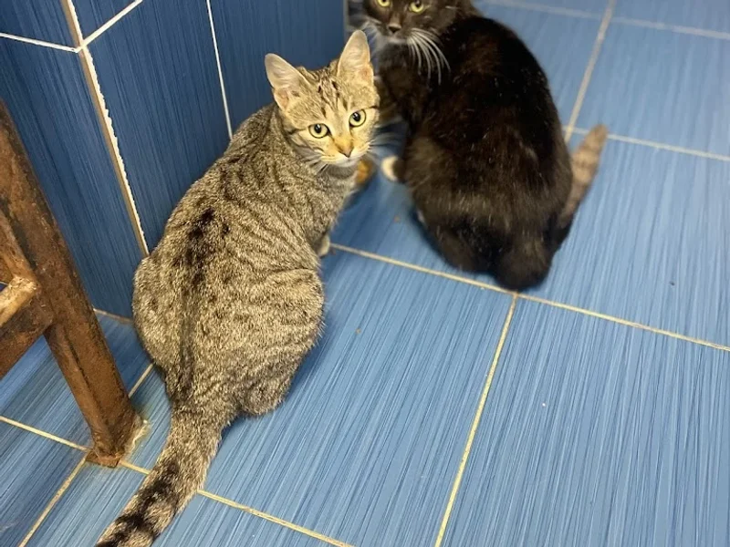 Cabinet Veterinar Advetstar