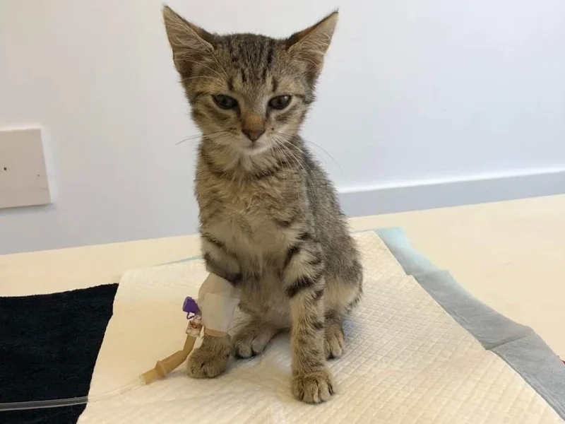 Marley Vet - Cabinet Veterinar si Cosmetica Canina