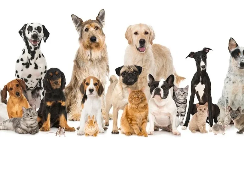 Tardigrad Vet - Cabinet Veterinar Timisoara