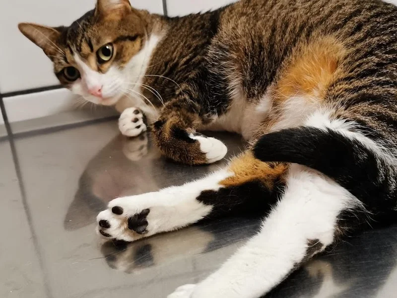 Royal Canin Cabinet Veterinar