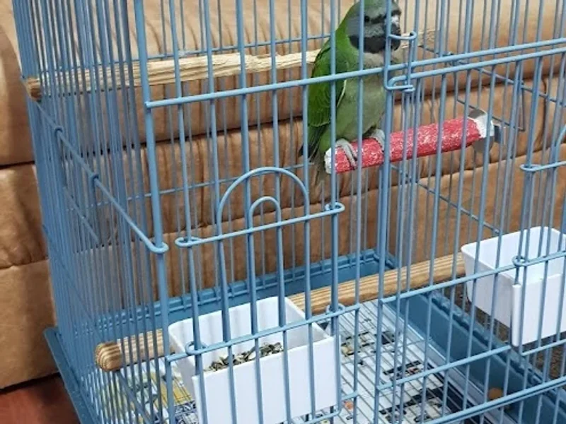 Cabinet Veterinar Pet Clinic Timisoara