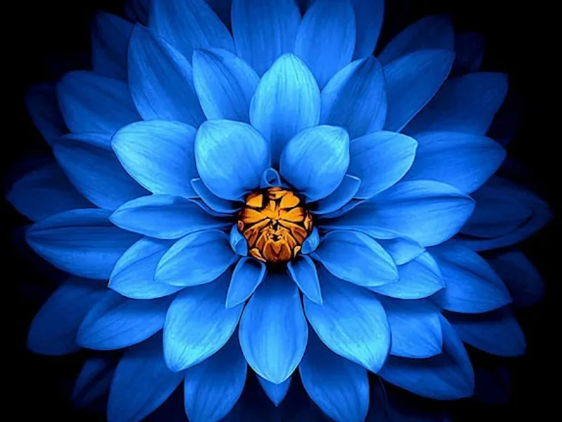 Blue Lotus Masaj | Drumul Taberei