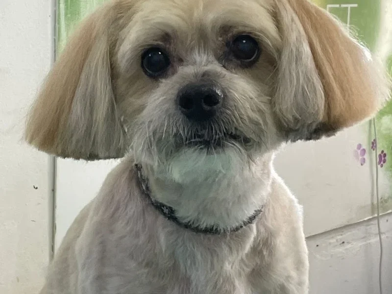 My Pet Pet Shop & Cosmetica Animala