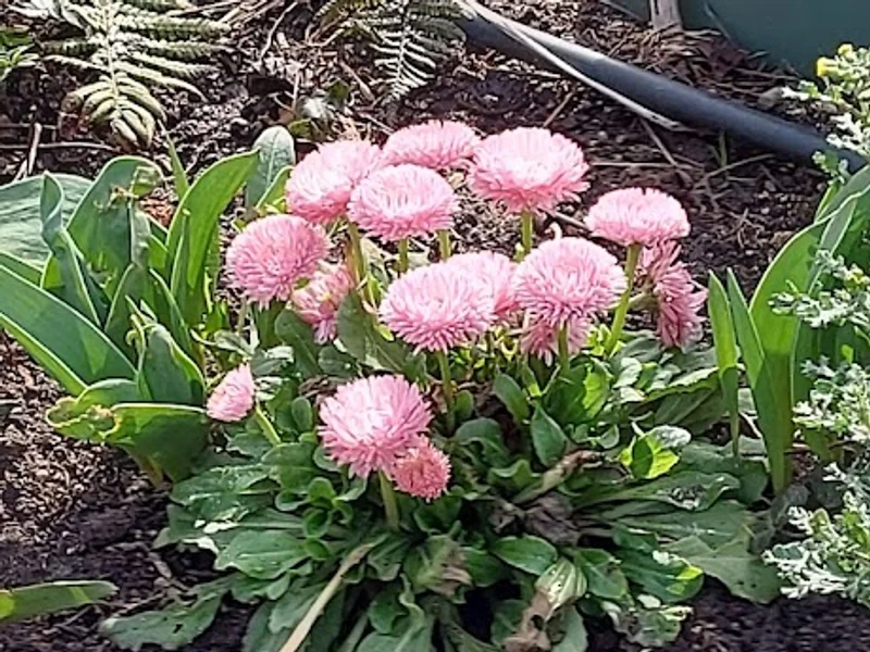 Pastel - Atelier Cu Flori