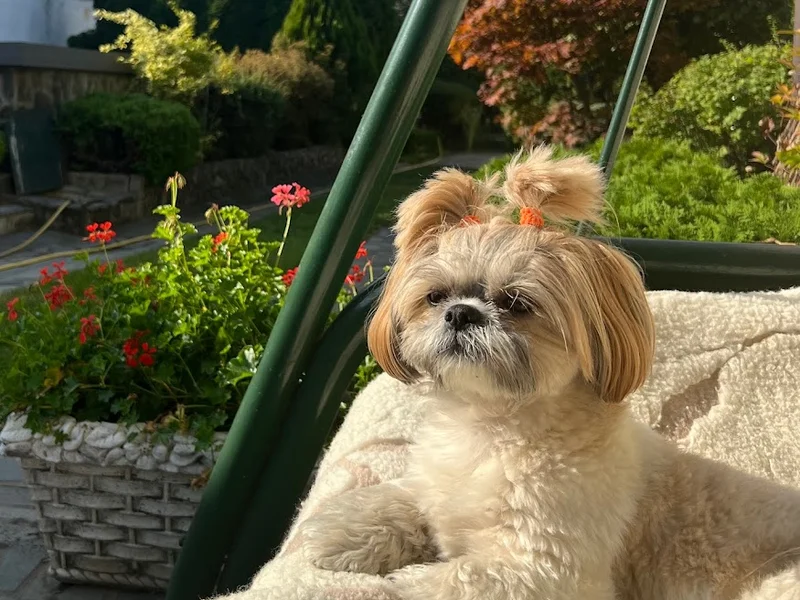 Clinica Veterinară Health-Vet